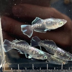 めだか無人販売　9月17日（日）の画像