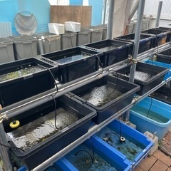 めだか無人販売　9月17日（日）の画像