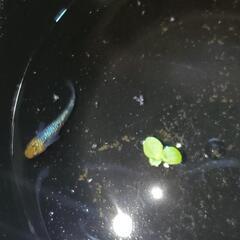 人気メダカ　天界　極上親魚から産まれた若魚2ペアを出品致します！