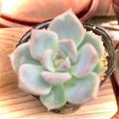 多肉植物　白牡丹　200円の画像