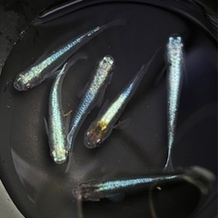 ✨ジャパンブルーの子　6匹(現物出品)