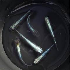 ✨ジャパンブルーの子　6匹(現物出品)の画像