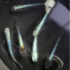 ✨ジャパンブルーの子　6匹(現物出品)の画像