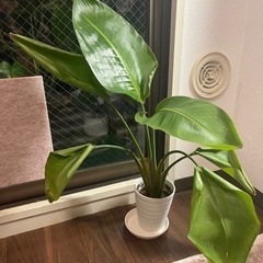 観葉植物　[ストレリチア］　43cm   4号