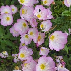 お花色々　決まりました
