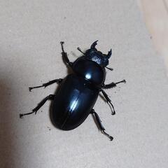 ブータンアンタエウス ペア②(シェムガン CBF2)の画像