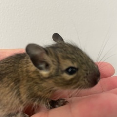 デグー赤ちゃん　