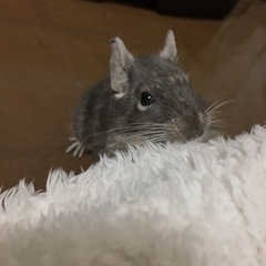デグー メス 4歳 - その他