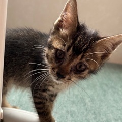 生後2ヶ月くらいの子猫です