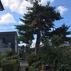 邪魔な庭木、大きな木伐採します。