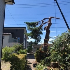 邪魔な庭木、大きな木伐採します。 - 安曇野市