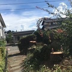 邪魔な庭木、大きな木伐採します。 - 手伝いたい/助けたい