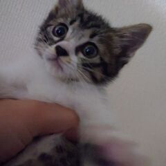 子猫2ヶ月里親募集 - 岡山市