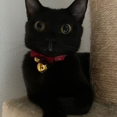 【お話中のため受付中断】美 黒猫 1歳  