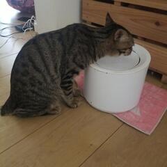 急ぎ里親様募集   5ヶ月の子猫の兄弟オスとメス