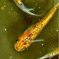 めだか　煌ラメ王