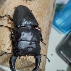 極太ホペイオオクワガタ ペア