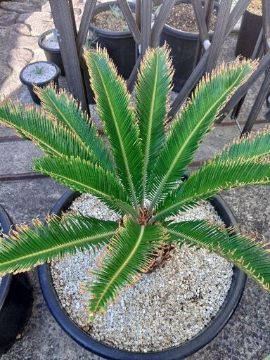 まるでホリダス？芋部分がホリダスみたい？金環ソテツ