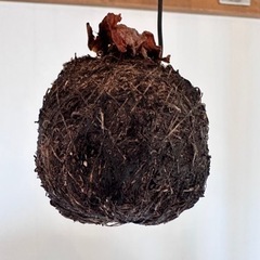 植物　ビカクシダ　コウモリランの画像