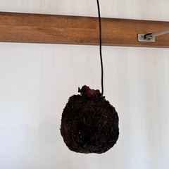 植物　ビカクシダ　コウモリランの画像