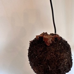 植物　ビカクシダ　コウモリランの画像