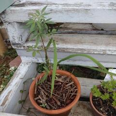 セイヨウニンジンボク花はむらさき色の画像