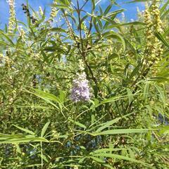 セイヨウニンジンボク花はむらさき色の画像