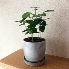 観葉植物　シルクジャスミン(14)　18cm　おしゃれな2号の鉢と受け皿付きの画像