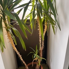 観葉植物の画像
