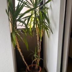 観葉植物