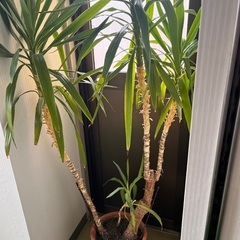 観葉植物の画像