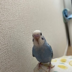 【お取引中】セキセイインコ2羽
