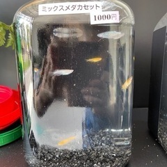 メダカセット