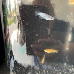 メダカセットの画像