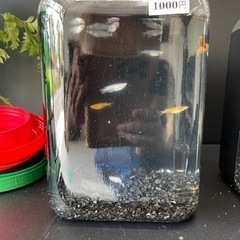メダカセットの画像