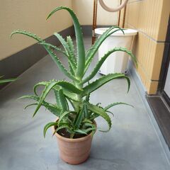 キダチアロエ、医者いらず、多肉植物　高さ約５２ｃｍ　大きめの子株...