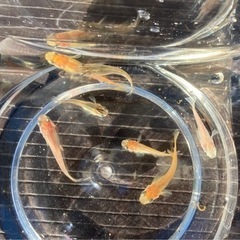【メダカ】mix 10匹＋みゆき 若魚5匹＋水草のおまけ付き