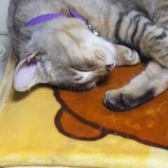 猫を探してます。