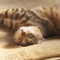 猫を探してます。 - 別府市