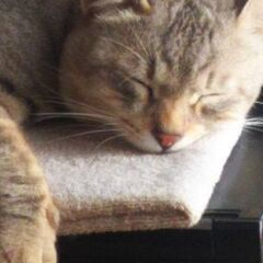 猫を探してます。 - 手伝って/助けて