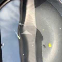 メダカ　　エメキン稚魚