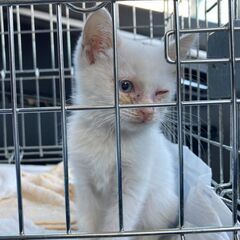 交通事故にあいかけた子猫保護しました！里親もしくはお世話を手伝っ...