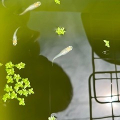 メダカ　ツボミ