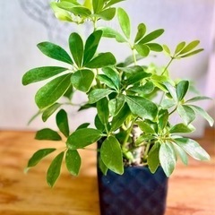 2180→990円値下！スクエア鉢付き！人気の観葉植物シェフラ！...