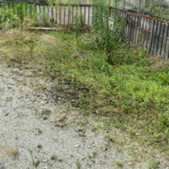 雑草抜き　草むしり