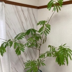 【引き取り限定】エバーフレッシュ