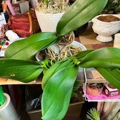 （A）胡蝶蘭3株　色はわかりません　受付終了！