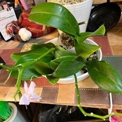 （C）ミニ胡蝶蘭ピンク1株、他2株は色わかりません受付終了
