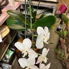胡蝶蘭3株　白