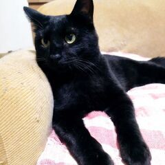 里親が決まりました - 里親募集